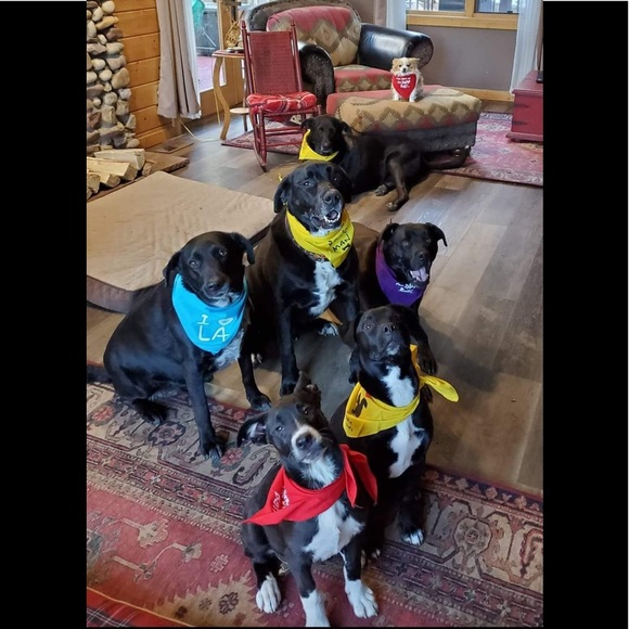 🐶3/$15  Aloha Girl with Bone, Maui, Aqua Bandanna - Picture 5 of 5